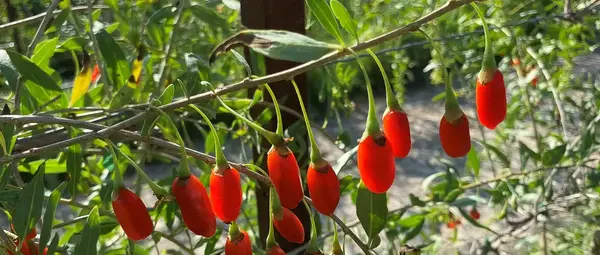 Nïmes : Les fruits de la bio Nïmes : Les fruits de la bio